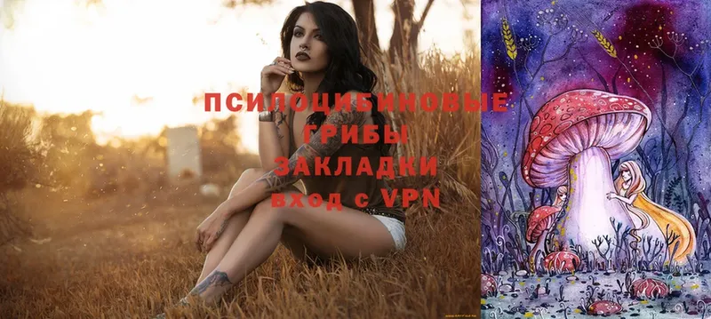 Галлюциногенные грибы Psilocybe  Александровск-Сахалинский 